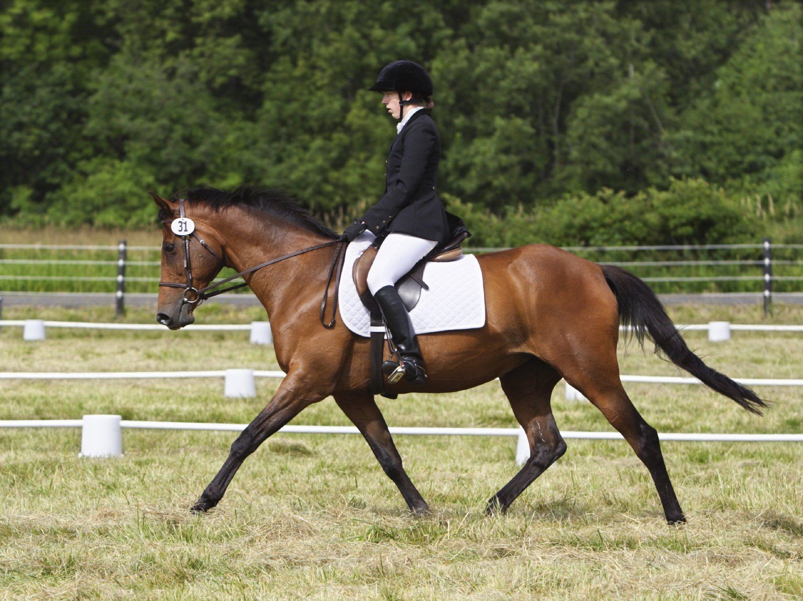  APM am Pferd: Eine therapeutische Maßnahme zur Verbesserung der Lauf- und Trabfähigkeit deines Tieres.