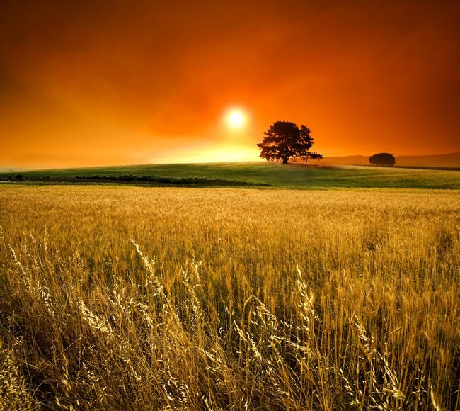 Champ de blé, coucher de soleil
