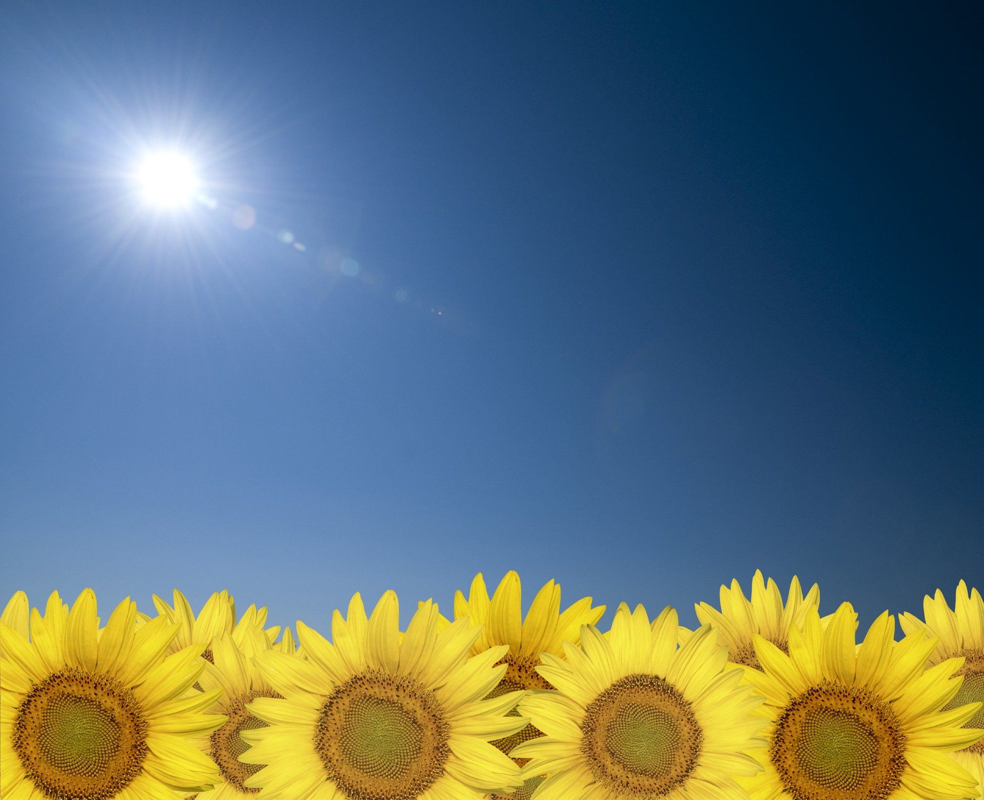 Sonnenblumen mit Sonnenlicht und blauem Himmel