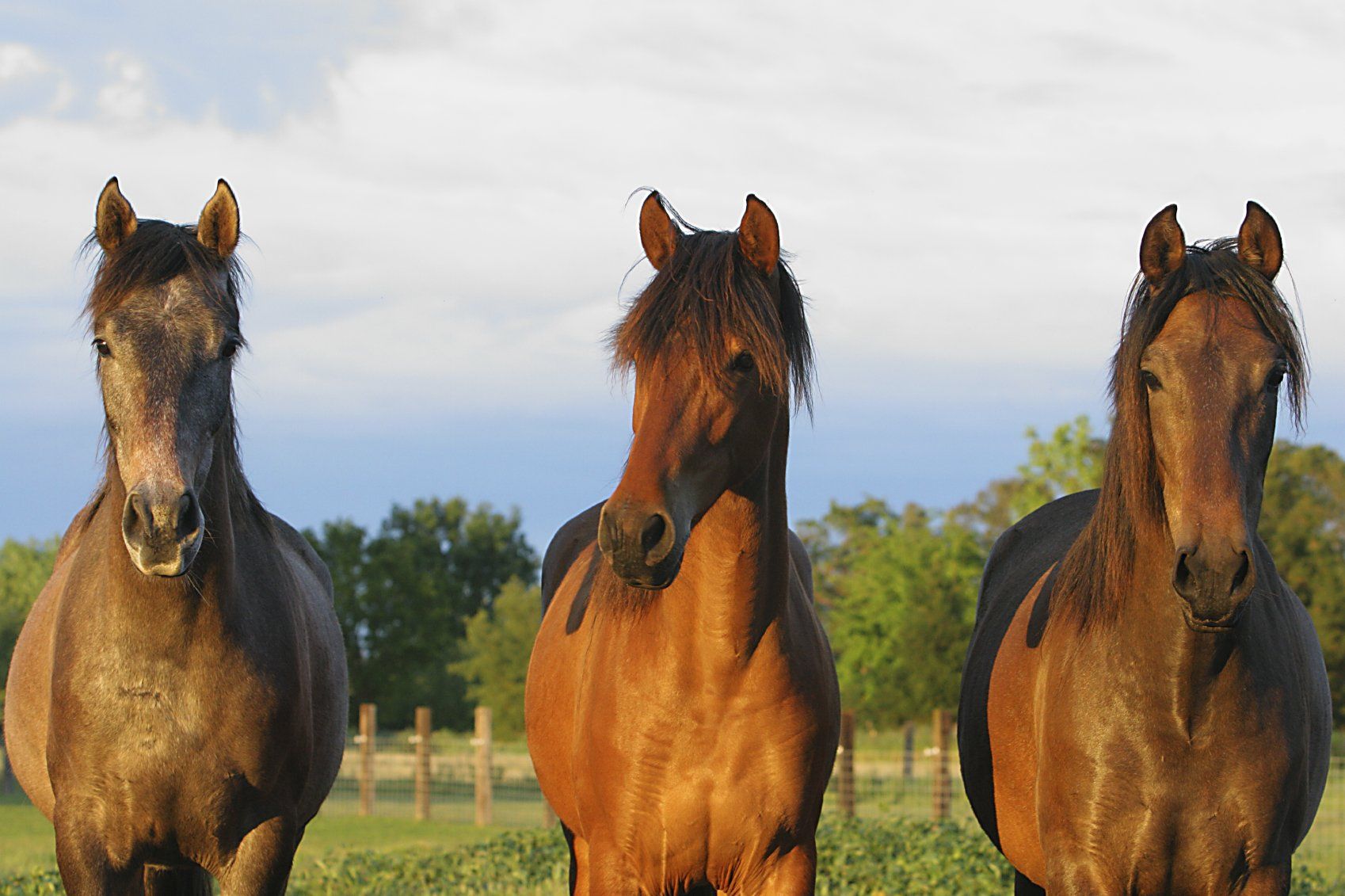 ein graues Pferde und ein hellbraunes Pferd und ein dunkelbraunes Pfer stehen nebeneinander auf der Weide