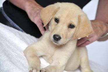 Mobile-Hundeschule-Koeln-Marcel-Droege-Welpentraining