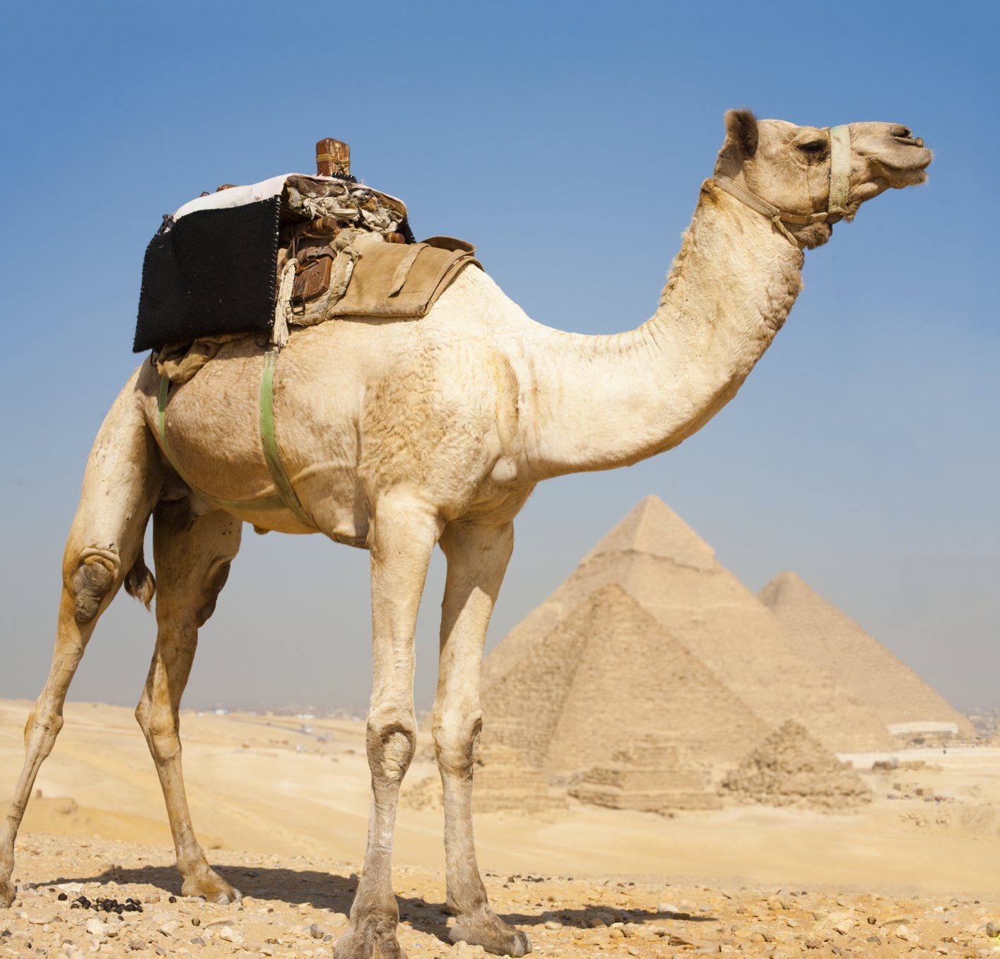 A camel saddled and ready to cross the desert.  Pyramids in the background.