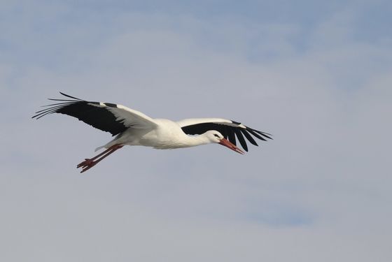 bird in flight image