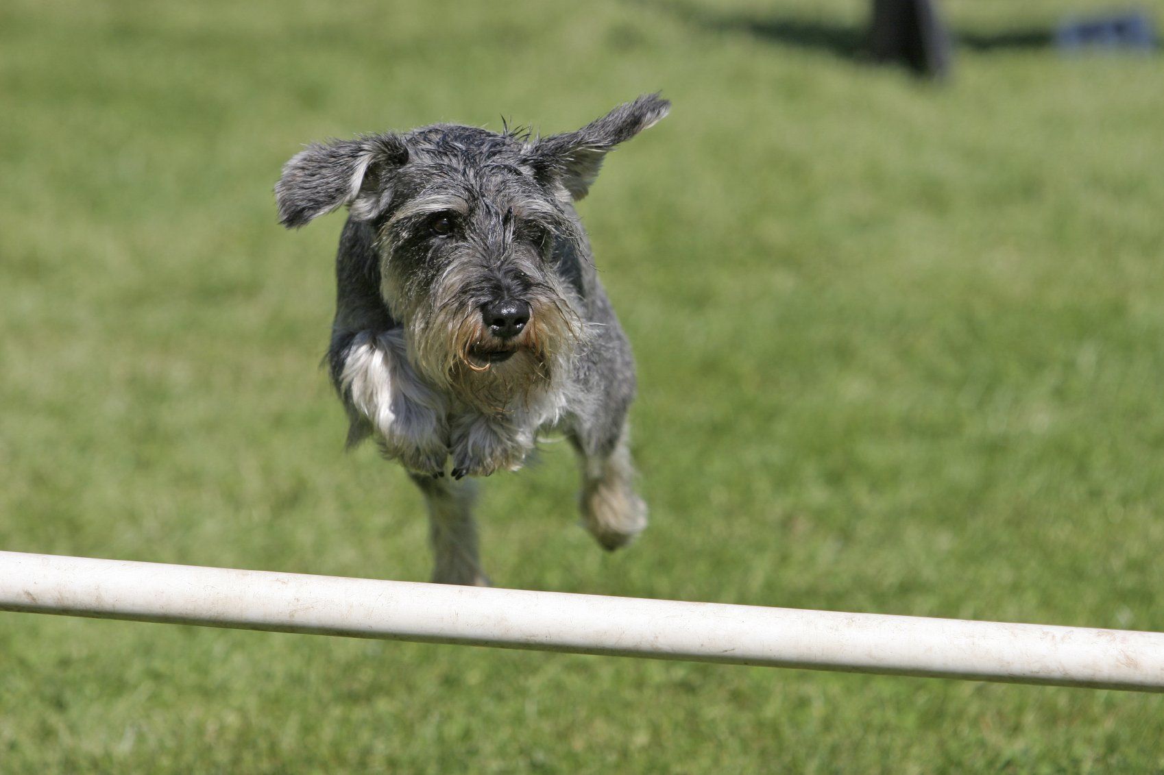 Tierphysiotherapie Oberhausen Dinslaken Aktive Tierphysiotherapie Cavaletti Schnauzer