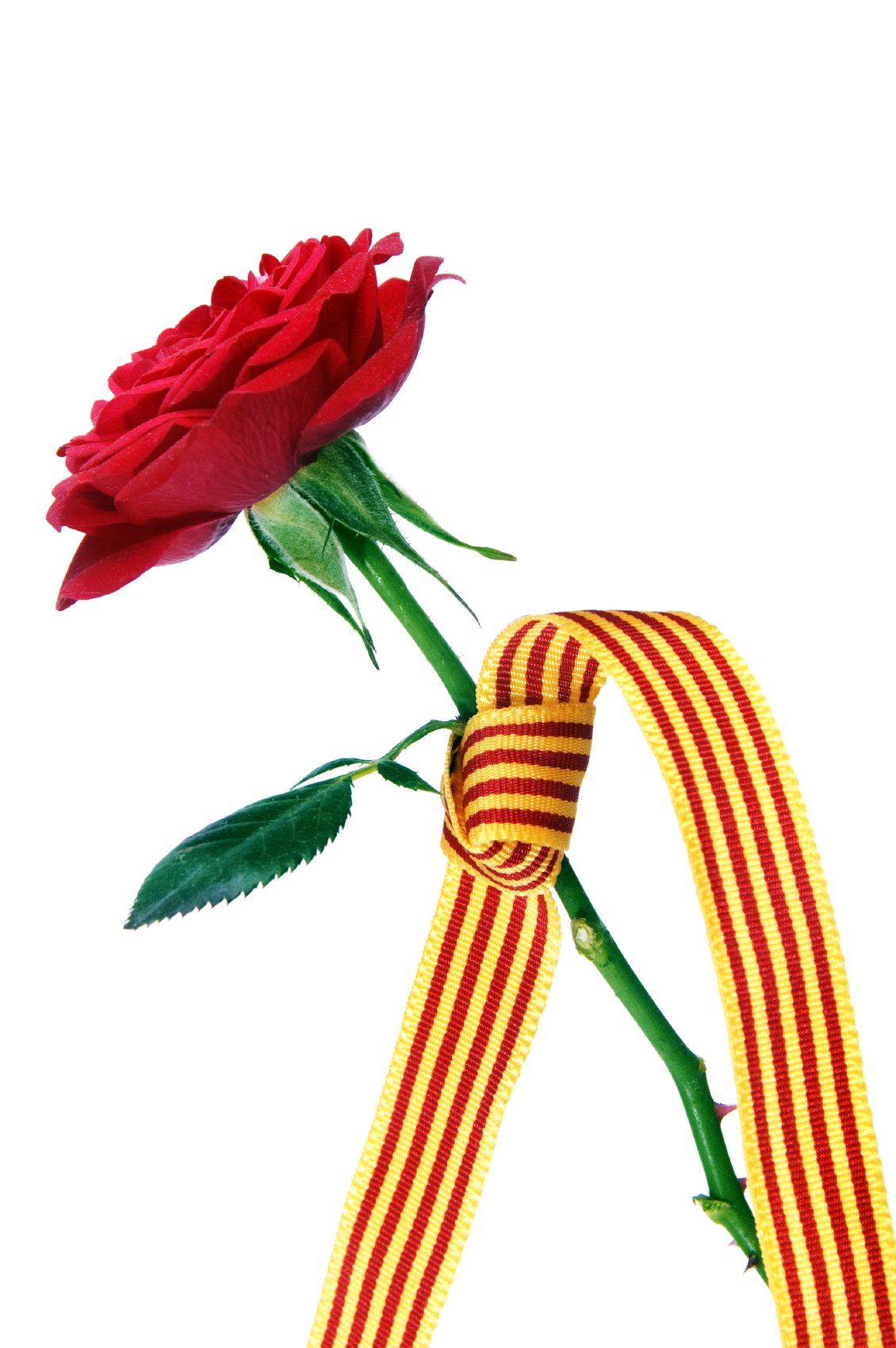 A single, red rose, with striped ribbon wrapped around stem.