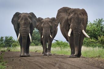 Elefanten- elephants -olifante