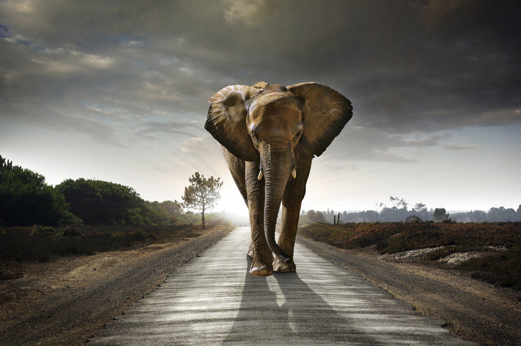 Article by DA - Souvenez-vous, les consciences évoluent... conservez votre mémoire d'éléphant