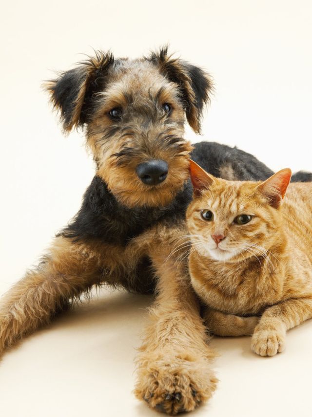 Le Chat Libre Dijonnais Association Defense Animale