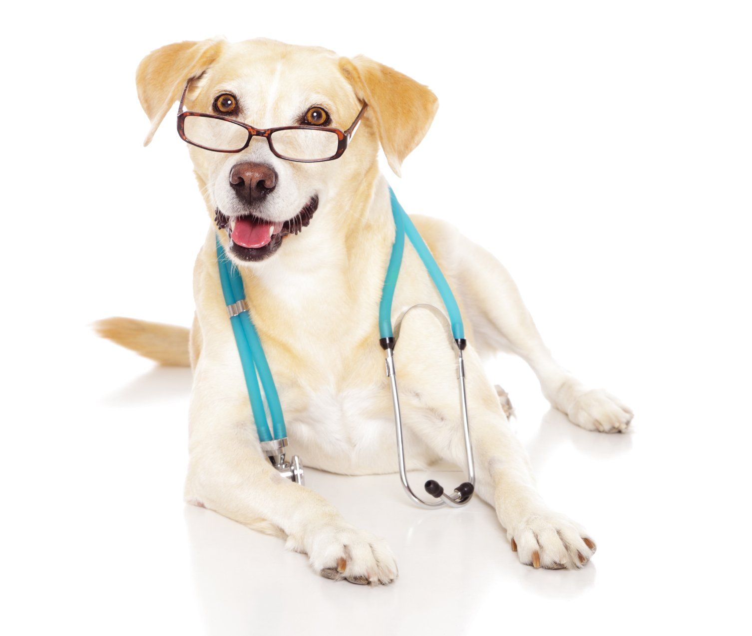 Equipos de endoscopia de primera y segunda mano para veterinaria