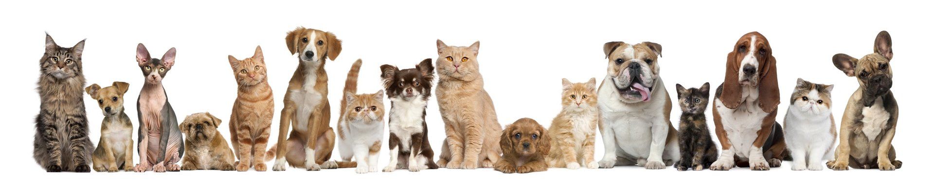 Détente Animal, comportementaliste animalier, participe au bien-être de vos compagnons canins & félins