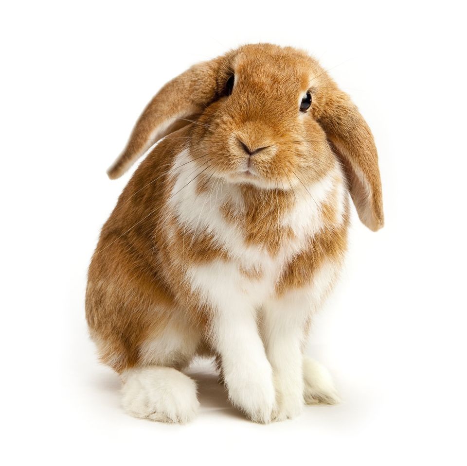 Cute Lop Rabbit Weighing Scale Stock Image - Image of matter