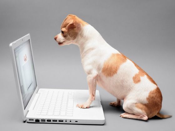 Hund vor Laptop
