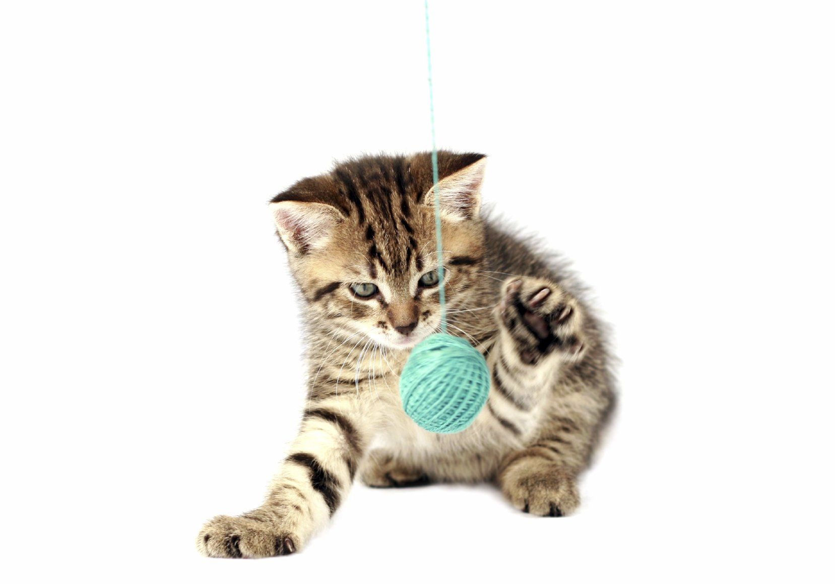 A curious, striped  kitten playing with a ball of blue twine