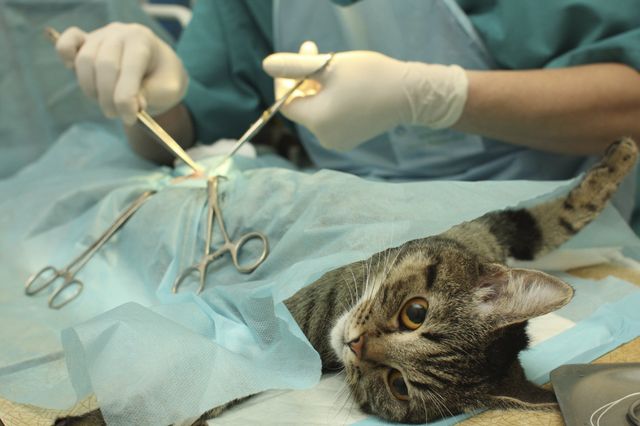 Le Chat Libre Dijonnais Association Defense Animale