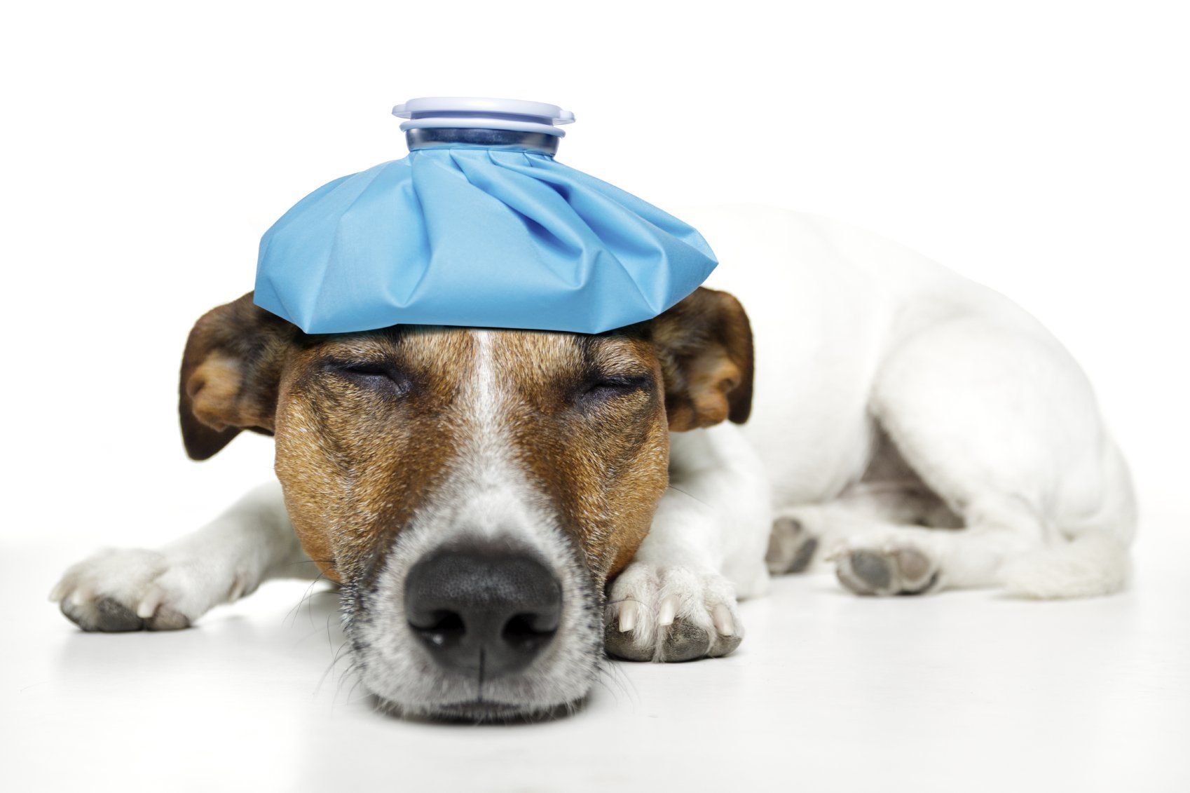 Tierkrankenversicherung Tier-OP-Versicherung