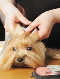 peluquería canina felina baños antiparasitario cortes pelo raza perro lavar