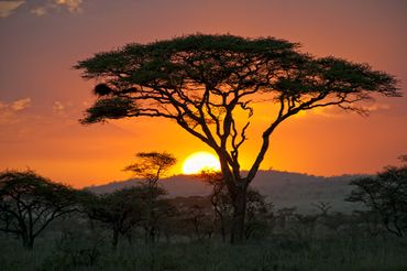 Traumhafter Sonnenuntergang in der Savanne hinter einem ausladenden Baum.