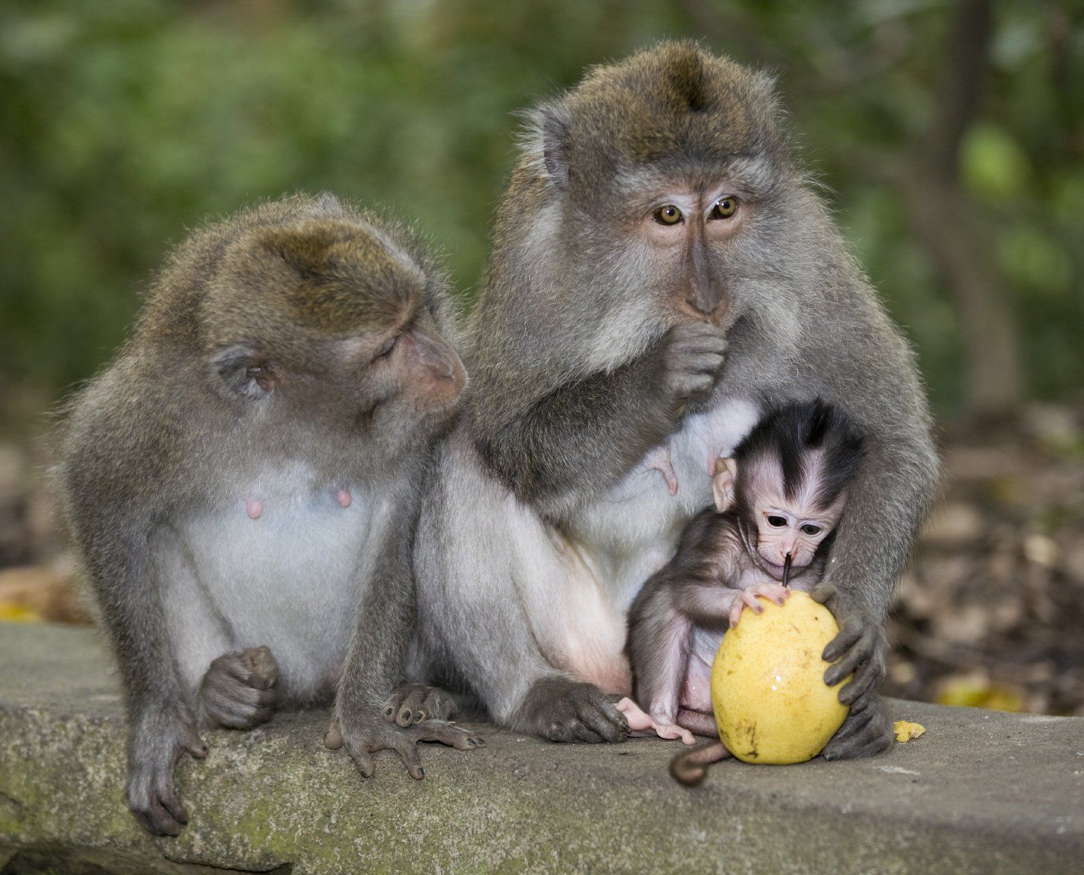 Affeneltern beschützen ihr Junges liebevoll. Das ist ein Foto aus der Kursbeschreibung Tierfotografie 1 bei Fotokurs Nürnberg.