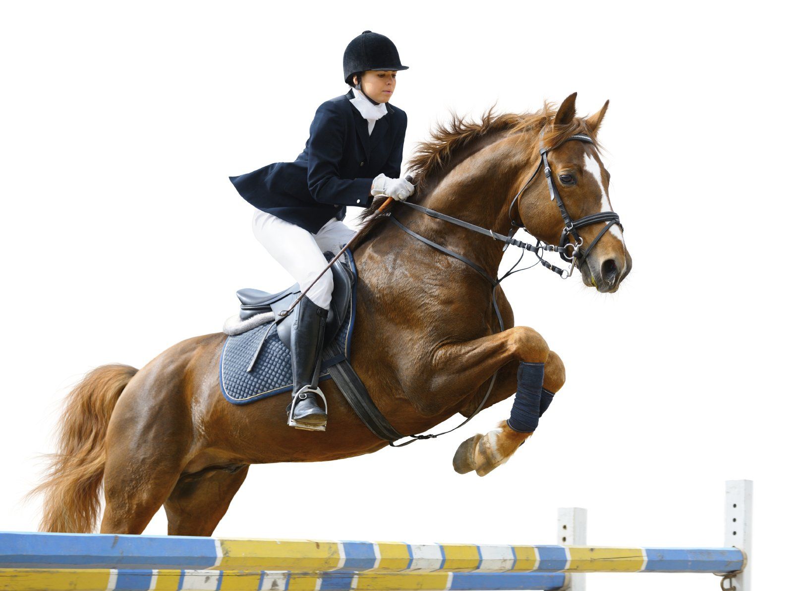 Young, uniformed lady riding  a show-jumping horse