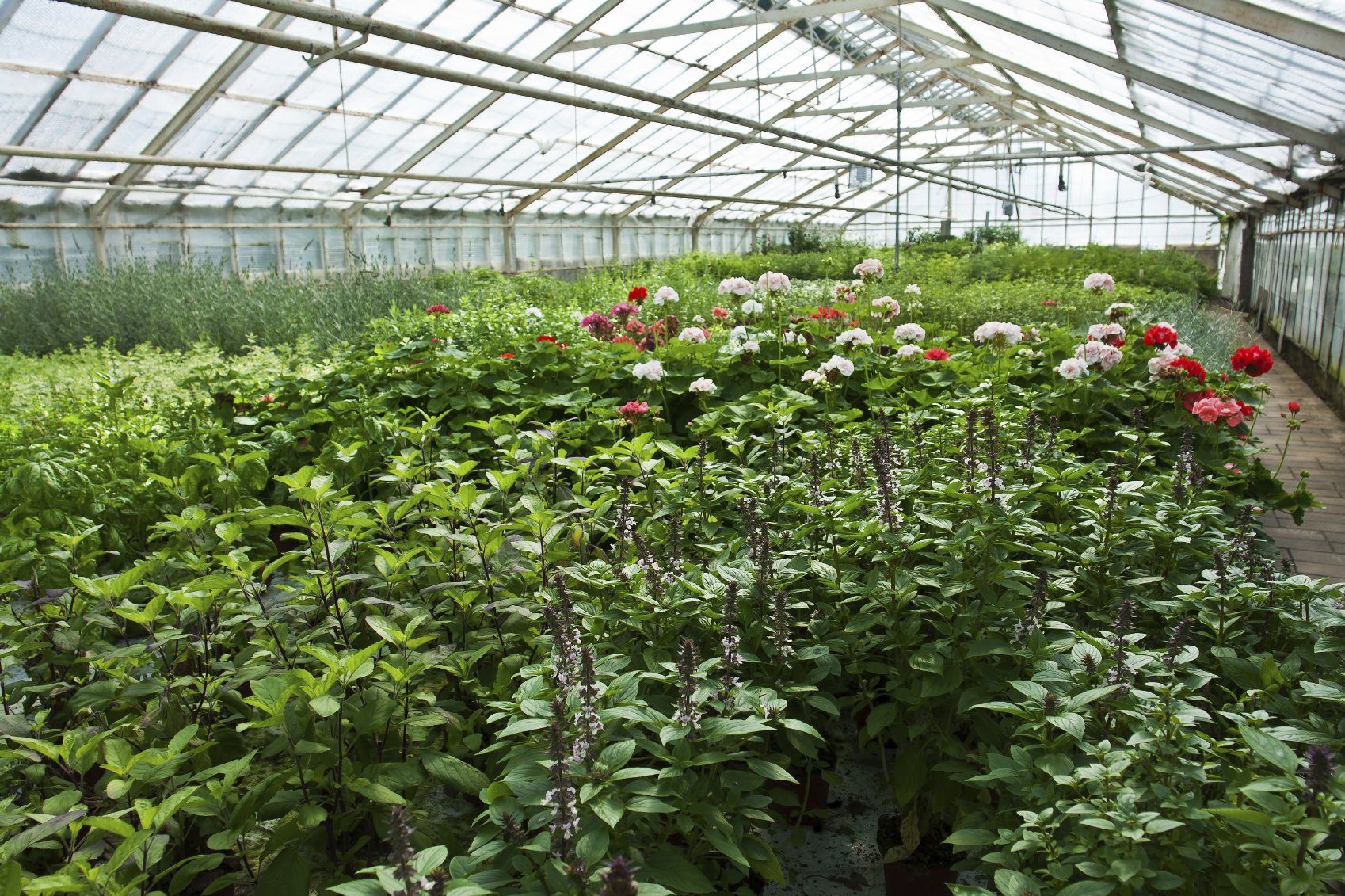 Buy Greenhouses. Growhouses and Cold Frames Online