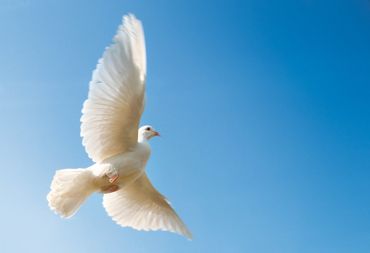 Eine weiße Taube mit ausgebreiteten Flügeln am blauen Himmel.