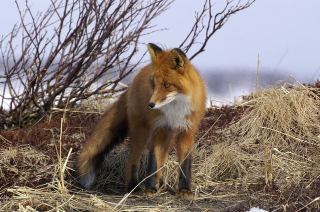 did dogs evolve from foxes