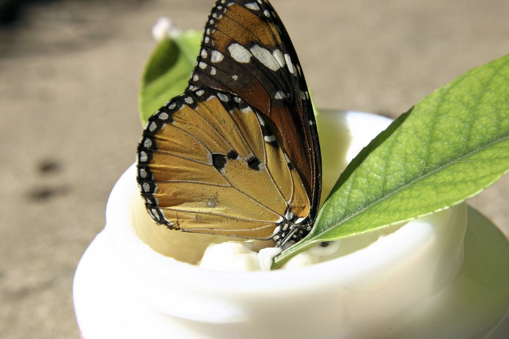 Butterfly on jar of white cream
