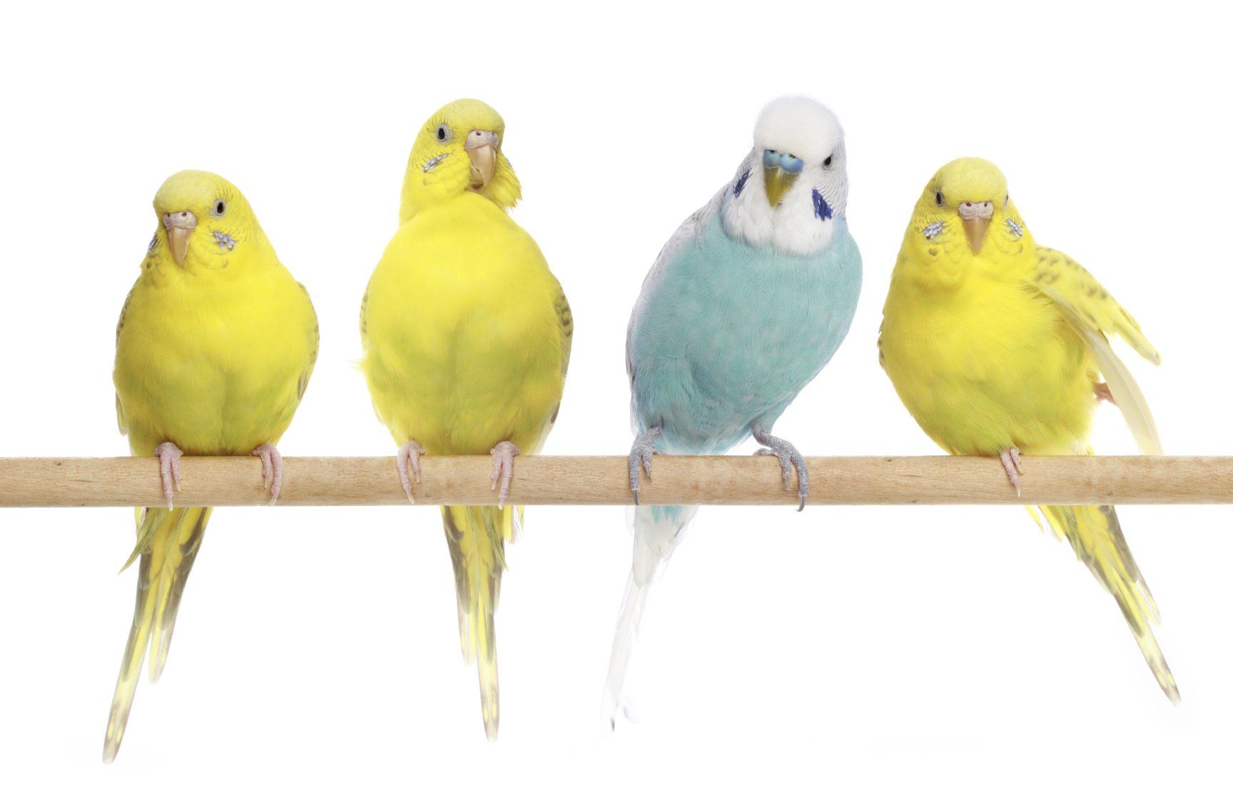 Four parakeets enjoying time wight their Hooman on Demand pet sitter