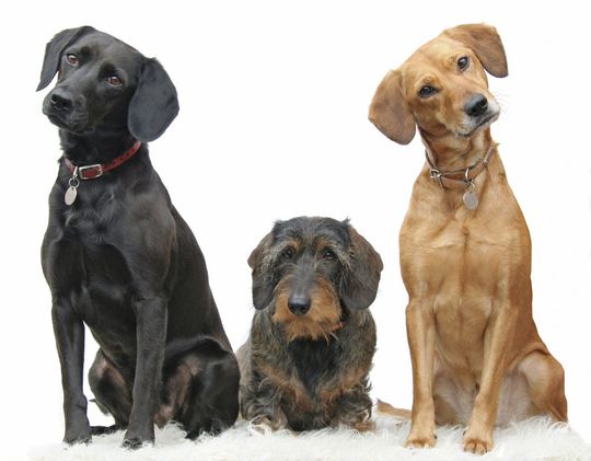 Online Hundetrainer Christian Sohn zeigt drei Hunde
