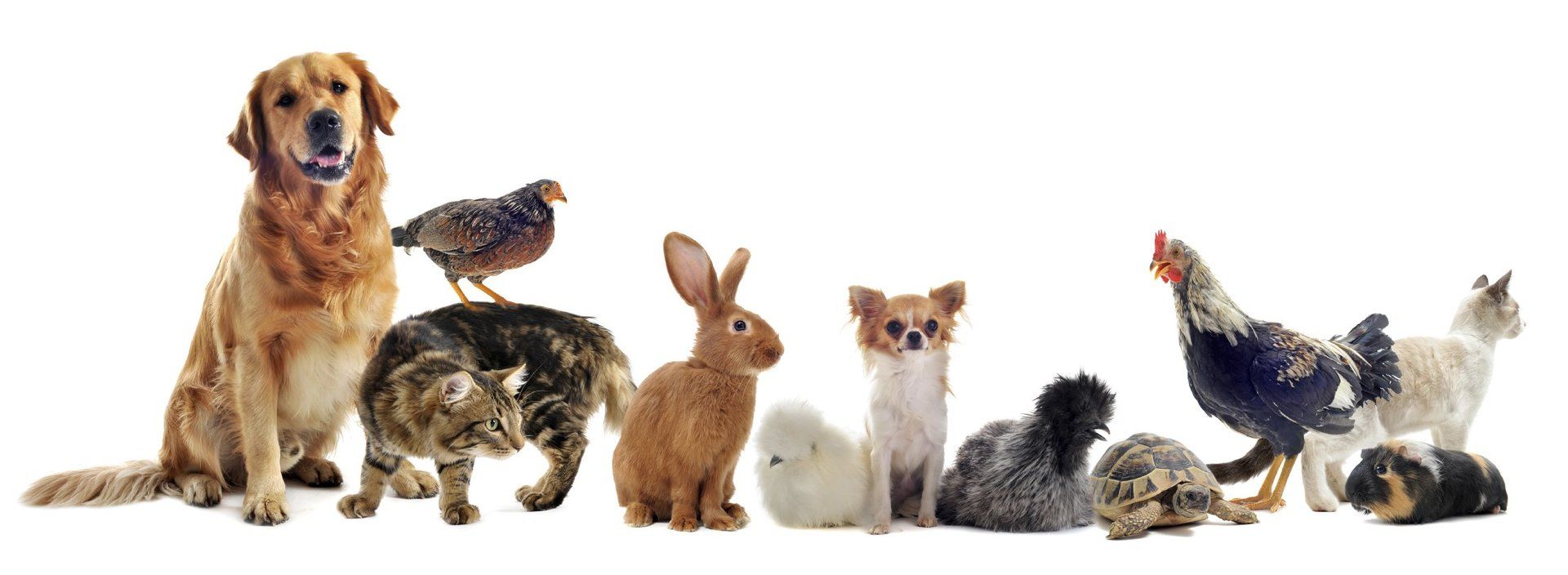 Cat, Rabbit and small furries visits