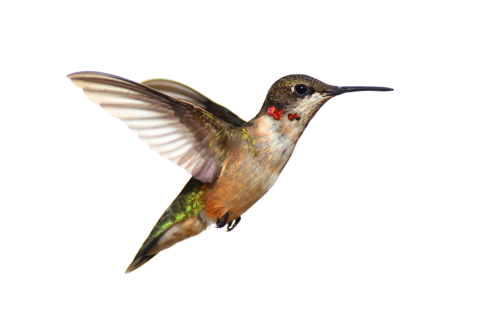 Colorful hummingbird in flight.