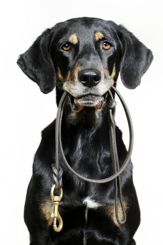Your Pet's Friends Dog Walking Dog Training Eastbourne