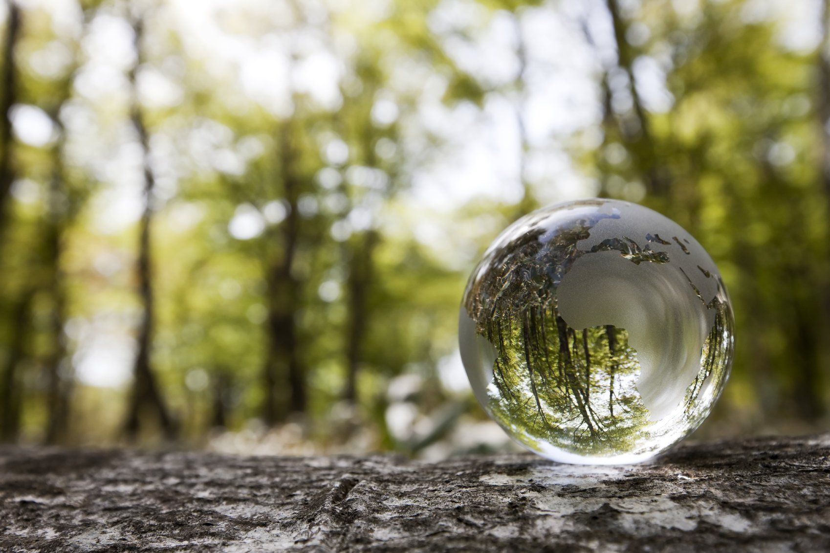 Glass sphere in forest of trees