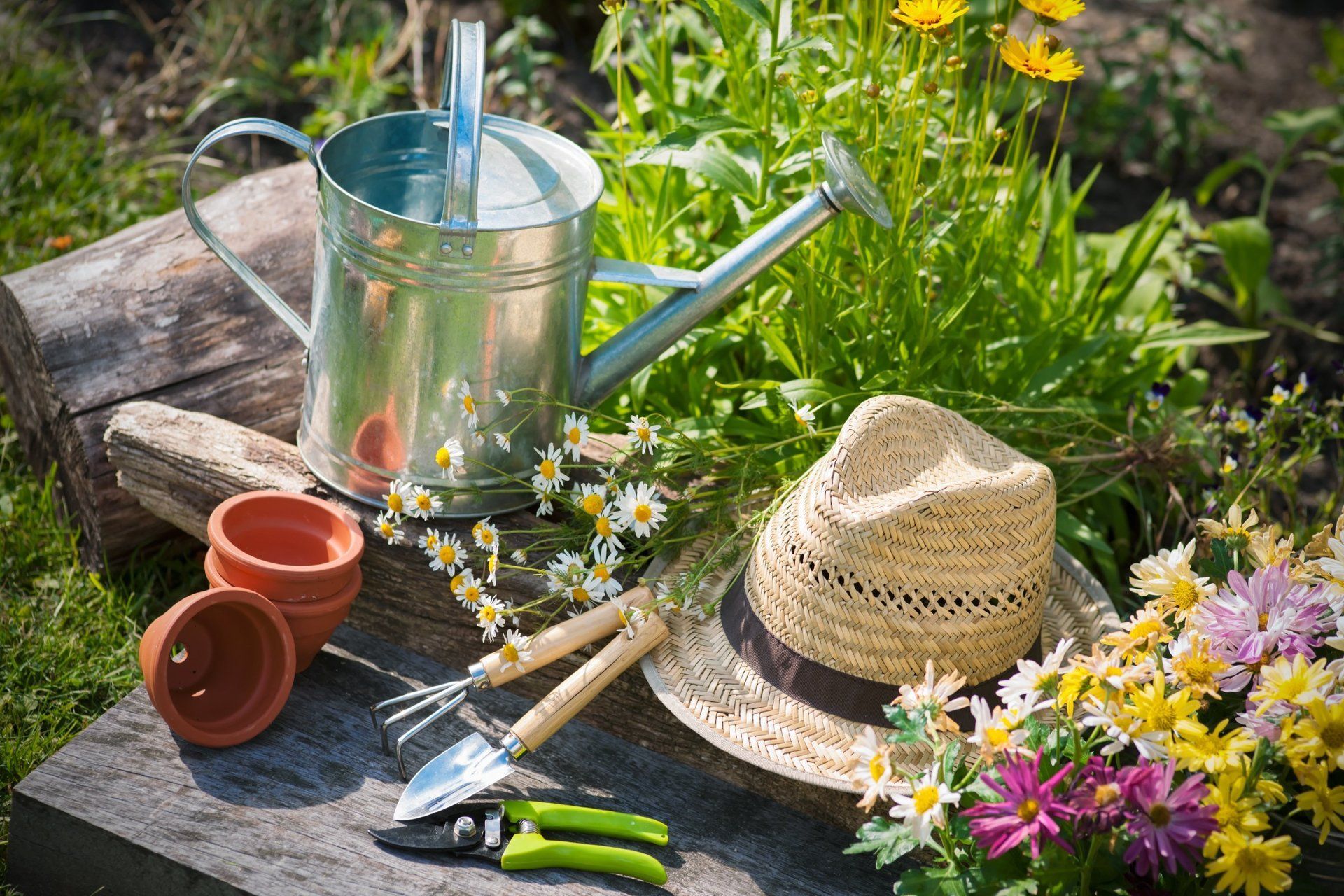 Selection of vegetable,herbs,  bedding, patio and perennial plants available