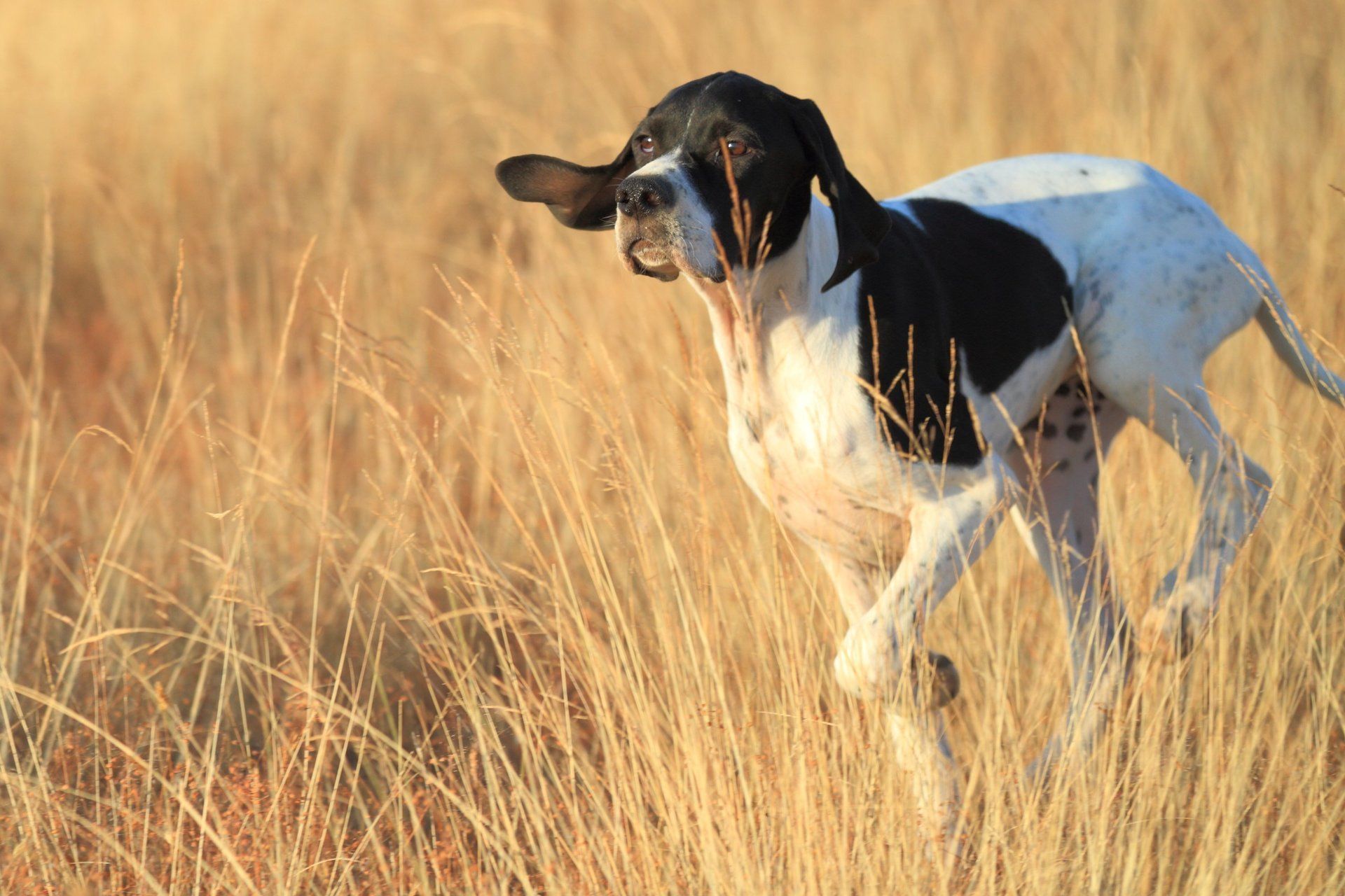 dog grooming image