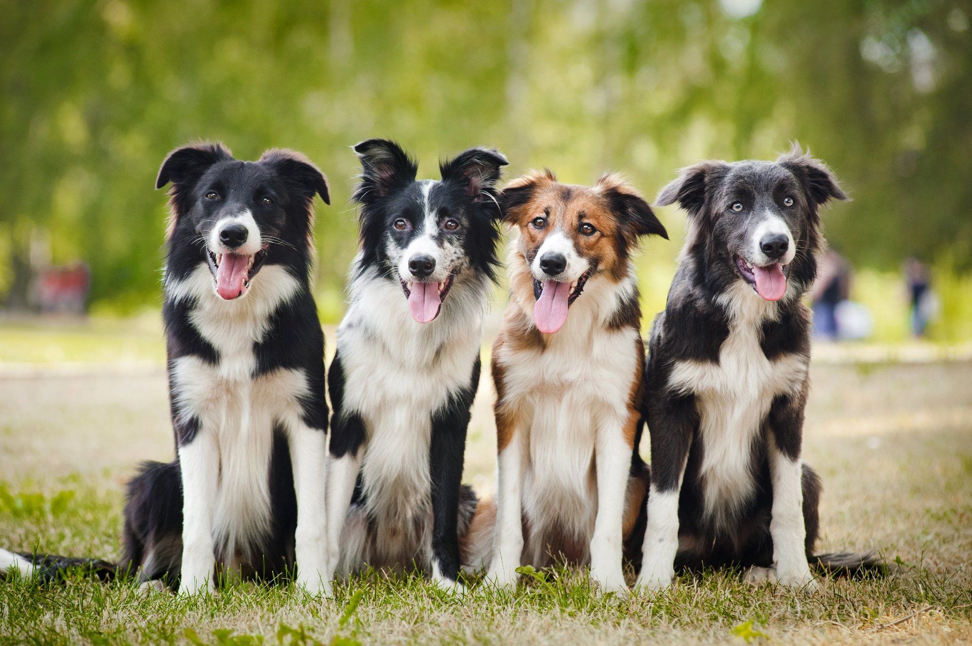Border Collie Specialist Dog Training