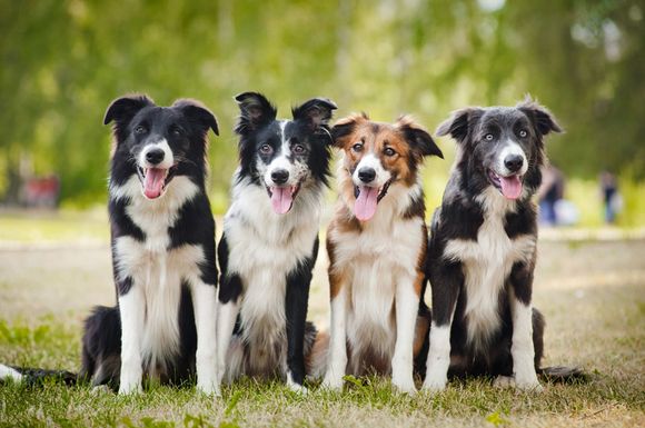 Border Collie Dog Training