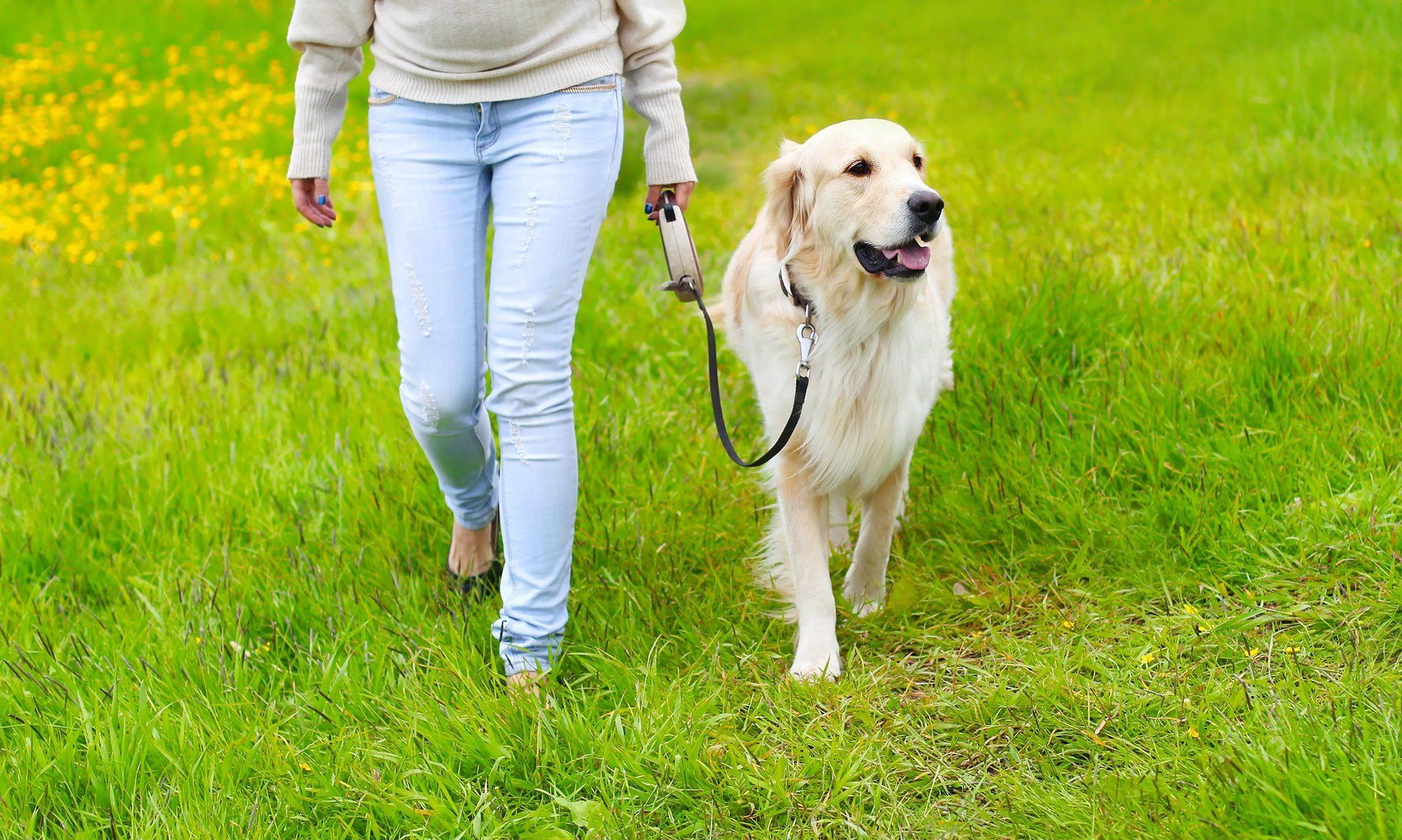 Hooman on Demand offers dog walker jobs in the Raleigh area