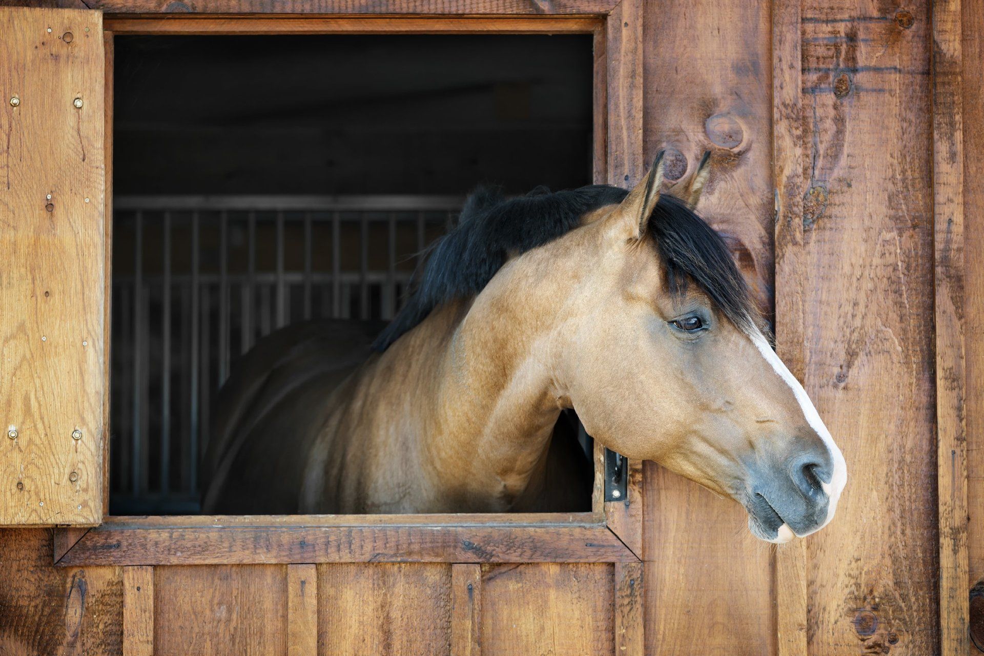 Tierheilpraxis für Pferde - Patiententermine