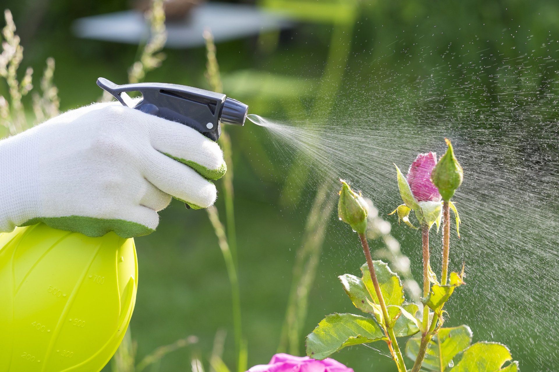 The hands of a gardener, spraying pesticide on some flowers.