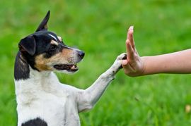 Tierphysiotherapie Oberhausen Dinslaken Therapie