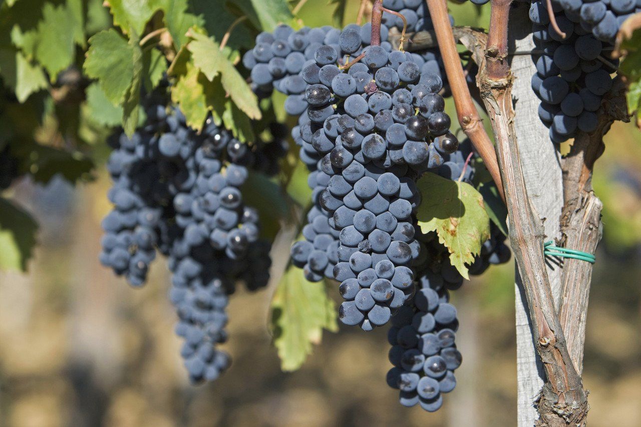 la viticulture en Italie du sud