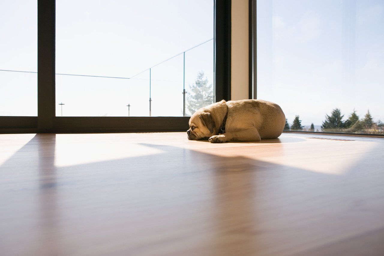 sleeping dog lying on the floor in front of window bathed in sunlight
