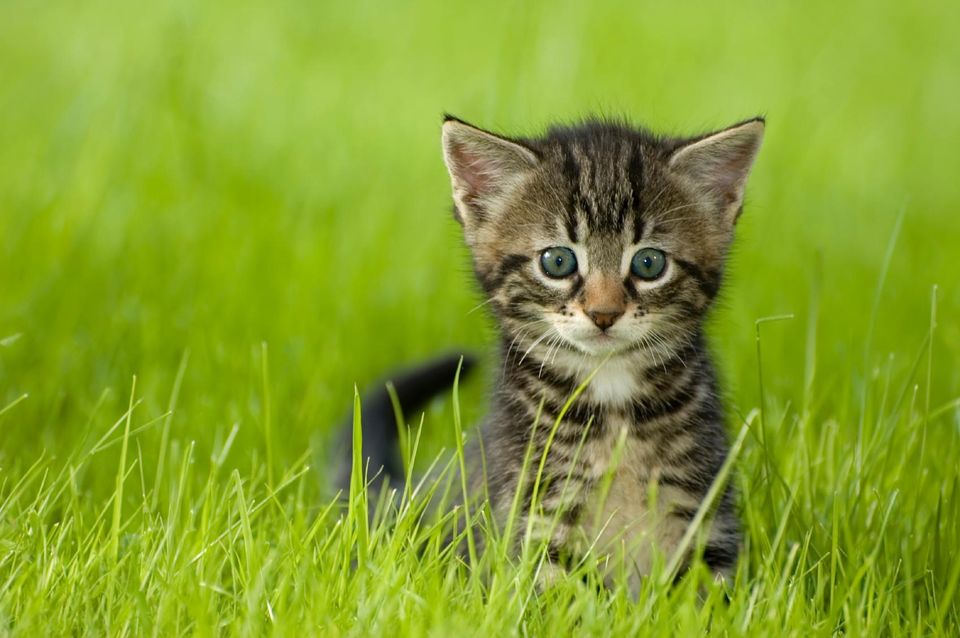 eine kleine grau getiegerte Katze sitzt im Gras