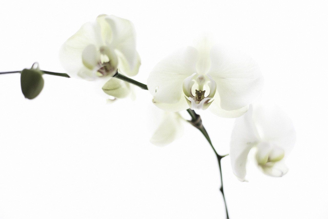 A branch of white orchids