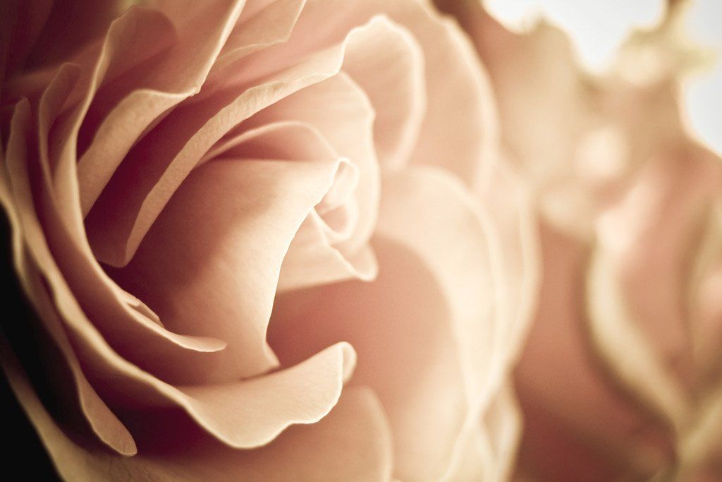 Eine beige Rose symbolisiert Blogeintrag Paartherapie