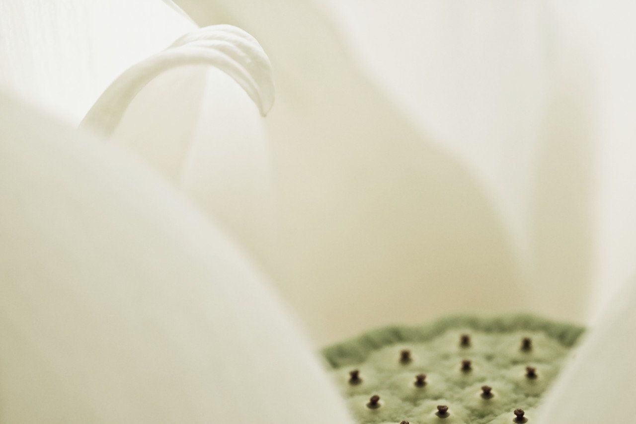 gros plan sur des pétales blancs et un morceau de cœur de fleur vert pâle