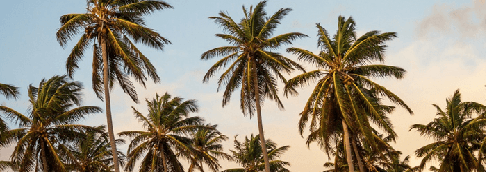 View of tall palm trees against a blue sky with light clouds.