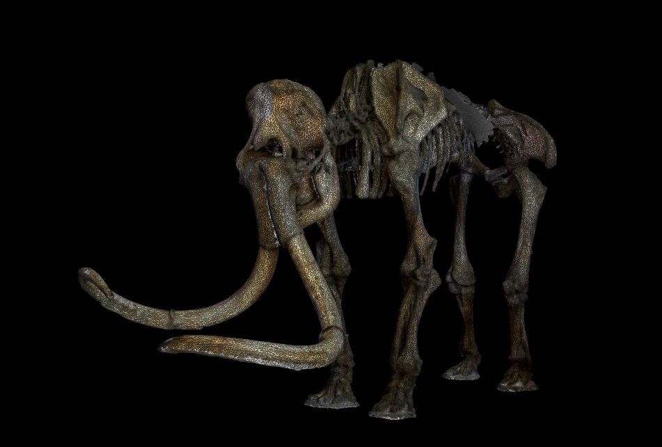 5 - VUE MAILLAGE 3D Vue maillage Mammouth Laser Scanner