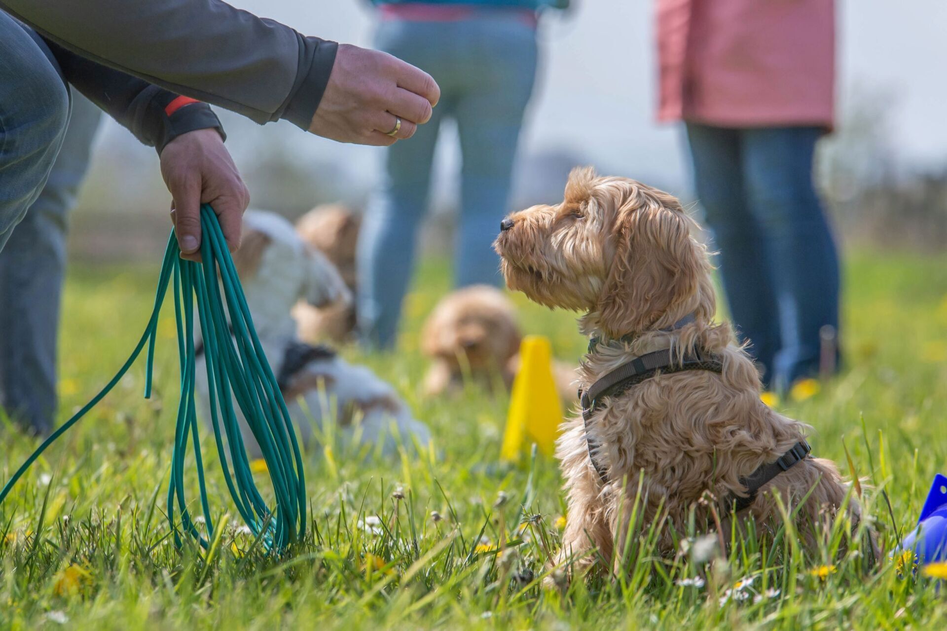 Hundetraining